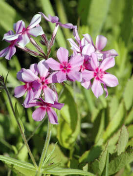 Image of downy phlox