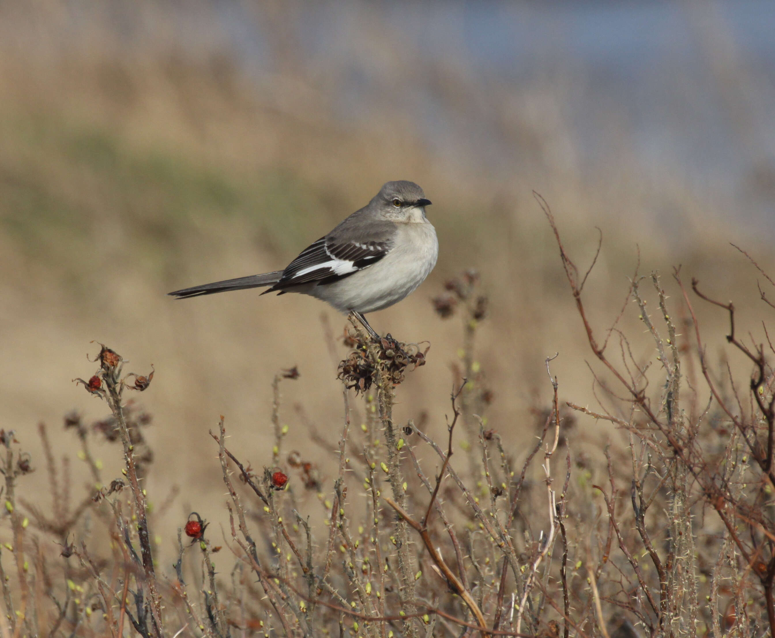 Image of Mimus Boie & F 1826