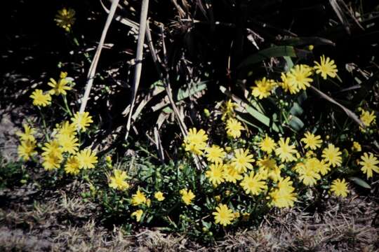 Image of Senecio spathulatus var. attenuatus I. Thomps.