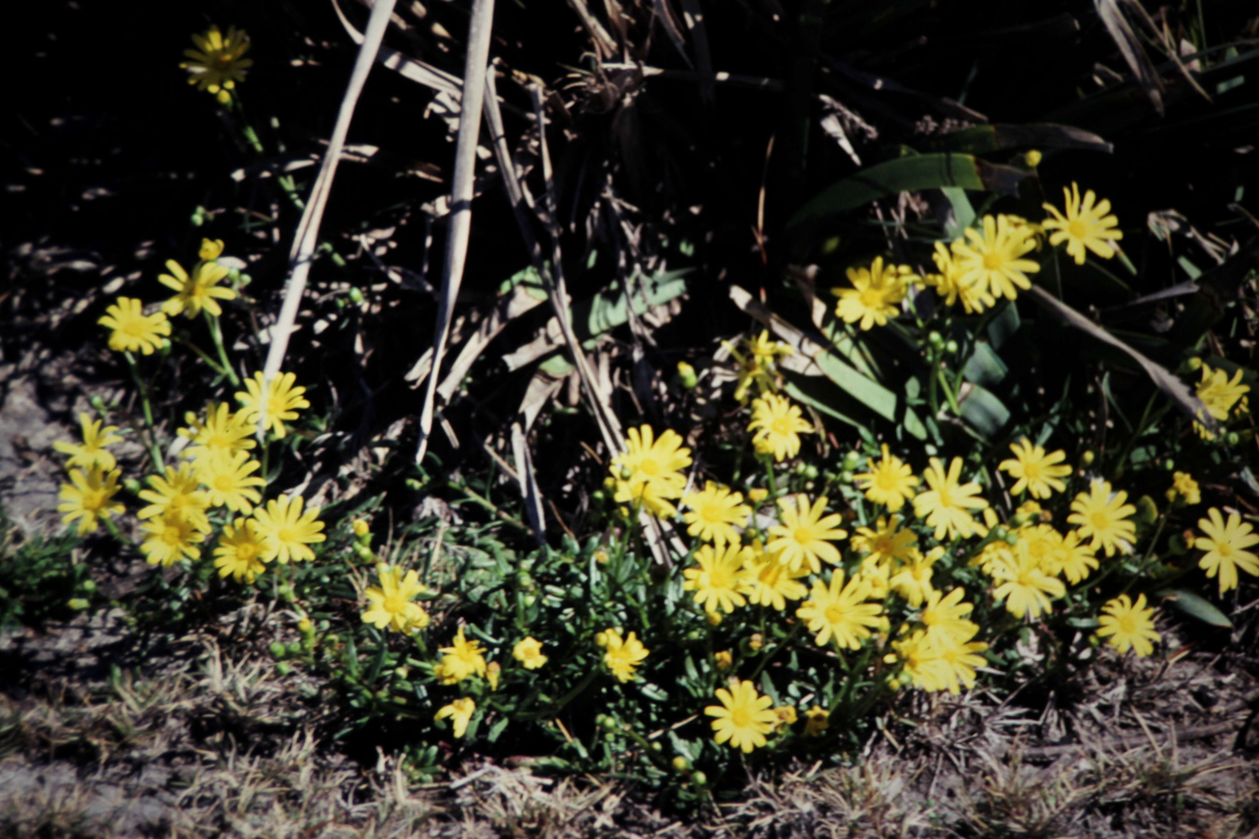 Image of Senecio spathulatus A. Rich.