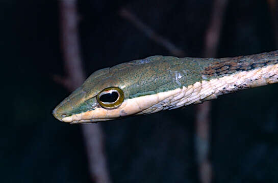 صورة Thelotornis mossambicanus (Bocage 1895)