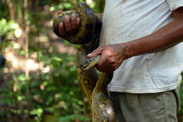 Image of Green anaconda