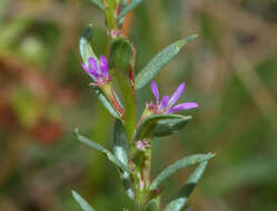 Image of loosestrife