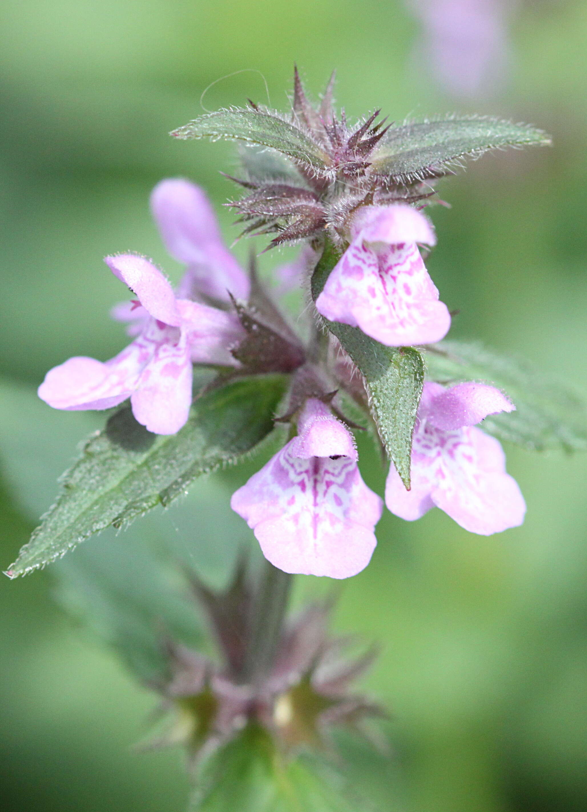 Слика од Stachys palustris L.