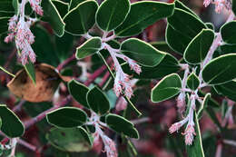 Sivun Arctostaphylos manzanita Parry kuva