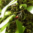Image of thinpetal bulbophyllum