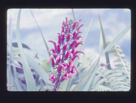 Image of false lobelia