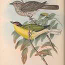 Image of Sphecotheres vieilloti flaviventris Gould 1850