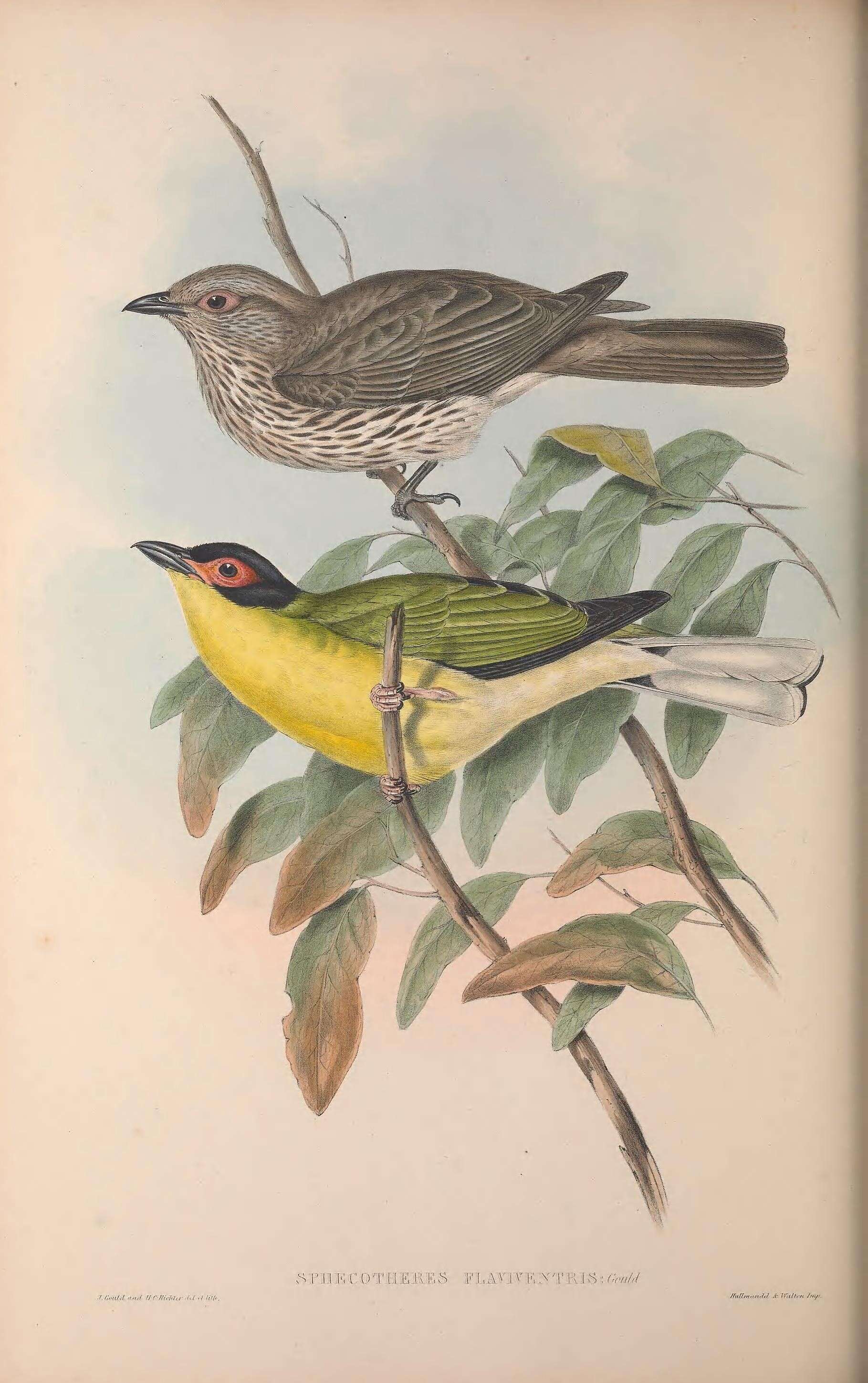 Image of Sphecotheres Vieillot 1816