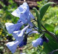 Image of Mertensia