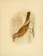 Image of Thrush