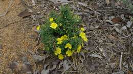 Image of Hibbertia diamesogenos (Steud.) J. R. Wheeler