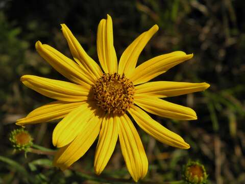 Image of swamp sunflower