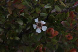 Sivun Leptospermum javanicum Bl. kuva