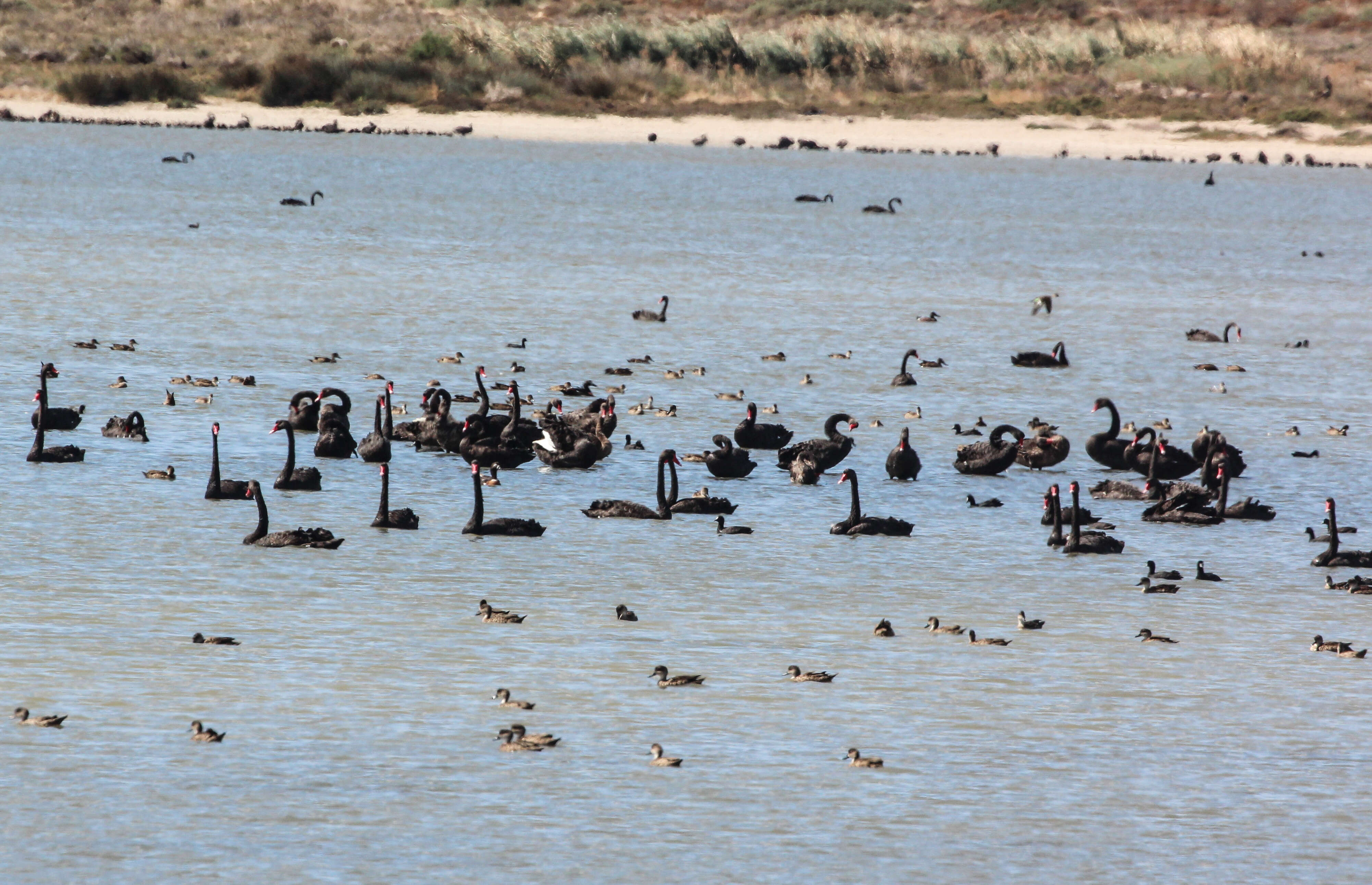 Image of Black Swan