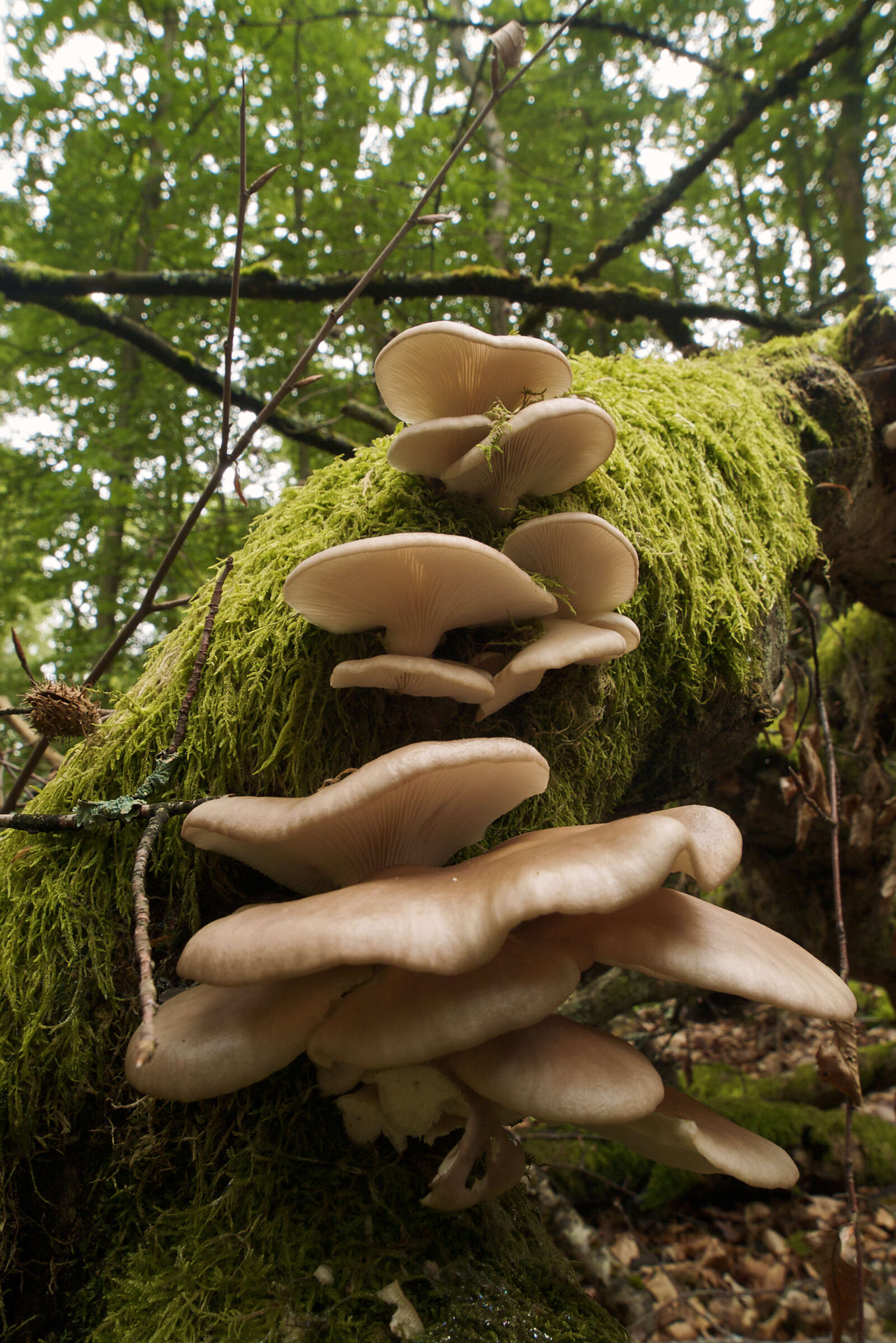 Image of Pleurotus