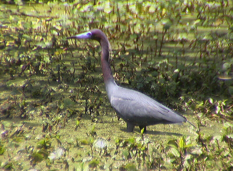 Image of Egretta Forster & T 1817