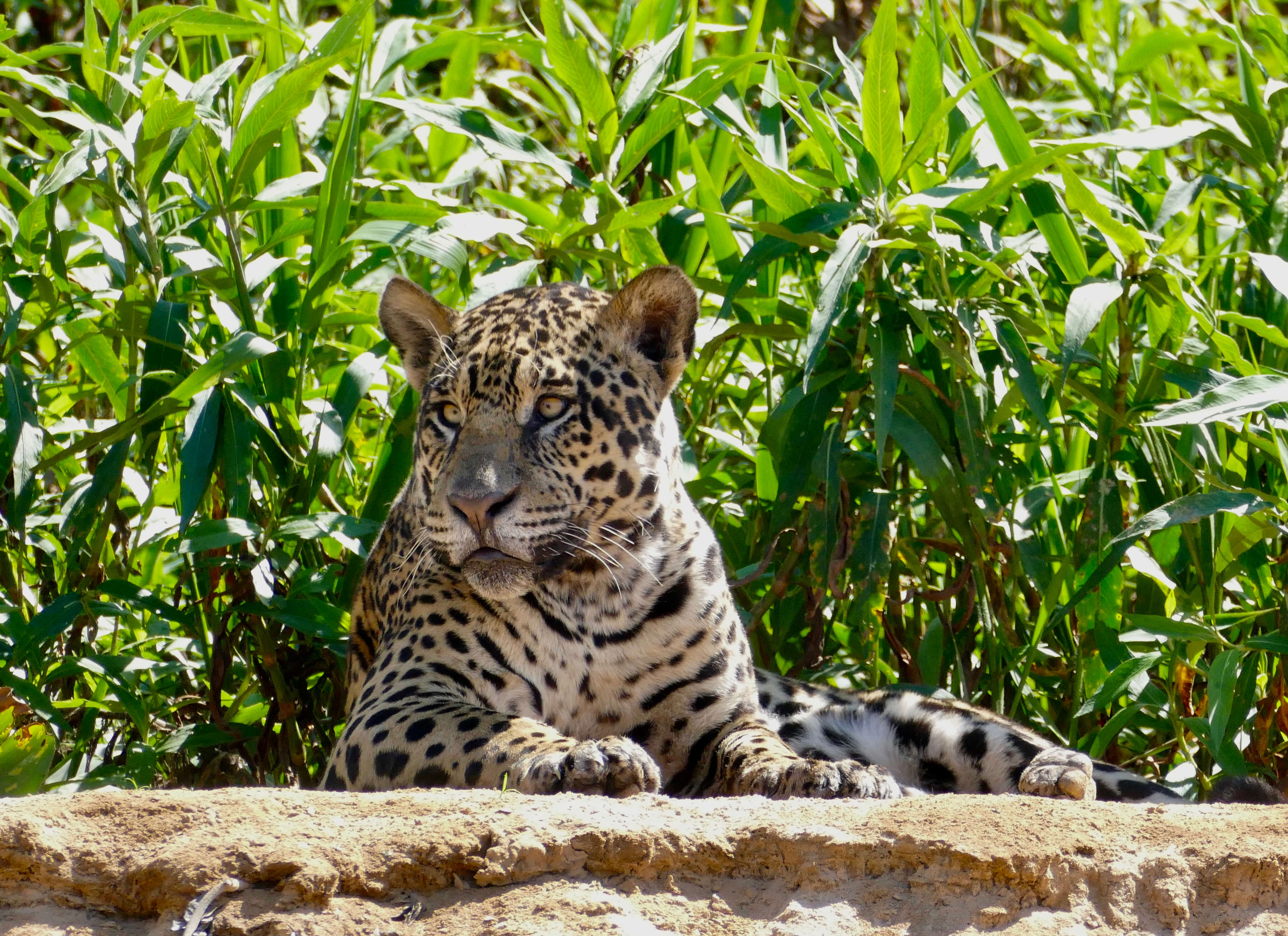 Image of Jaguar