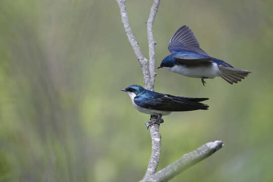 Image of Tachycineta Swallows