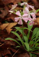 Image of sticky catchfly