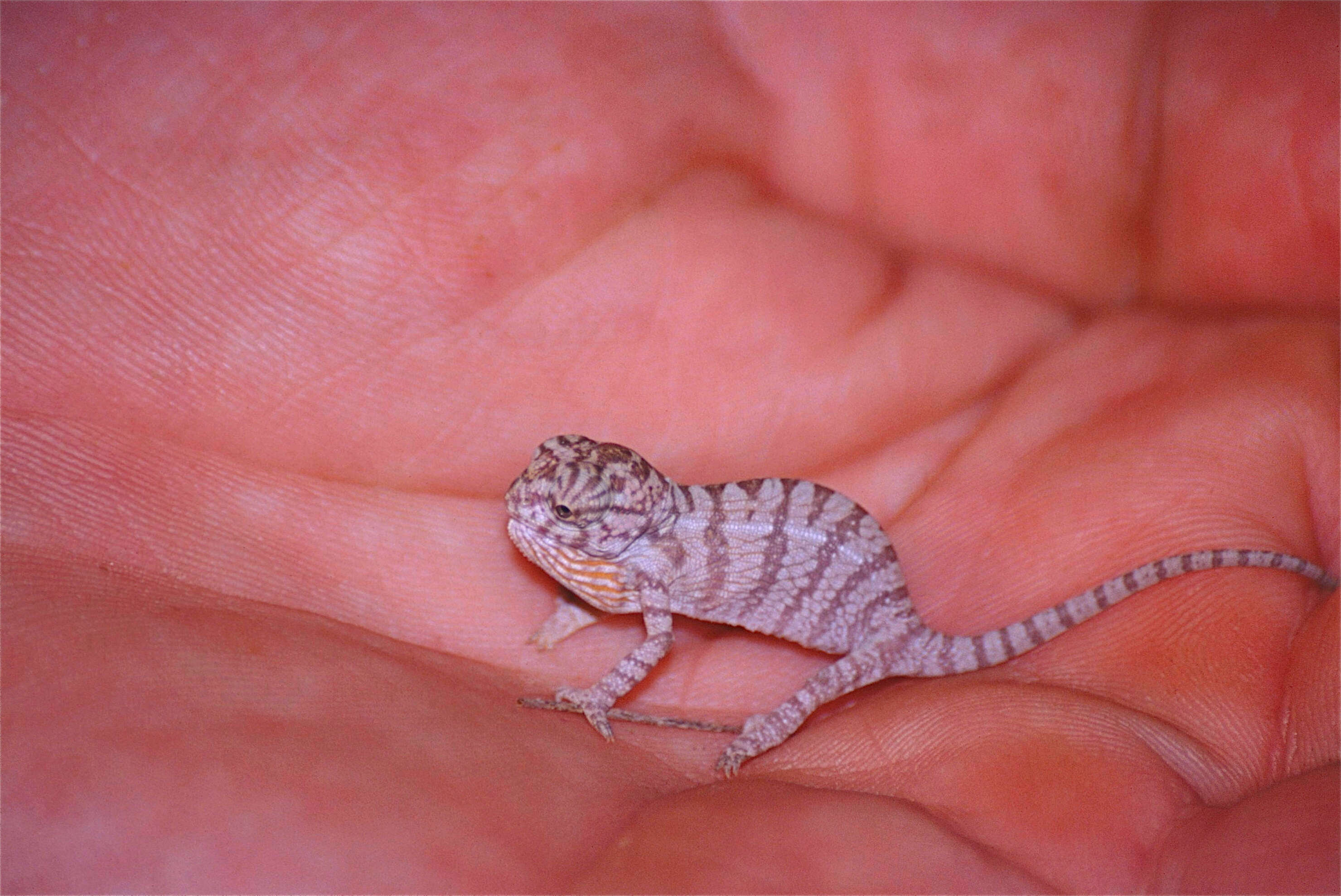 Image of Malagasy chameleons