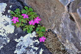 Image of Primula hirsuta All.