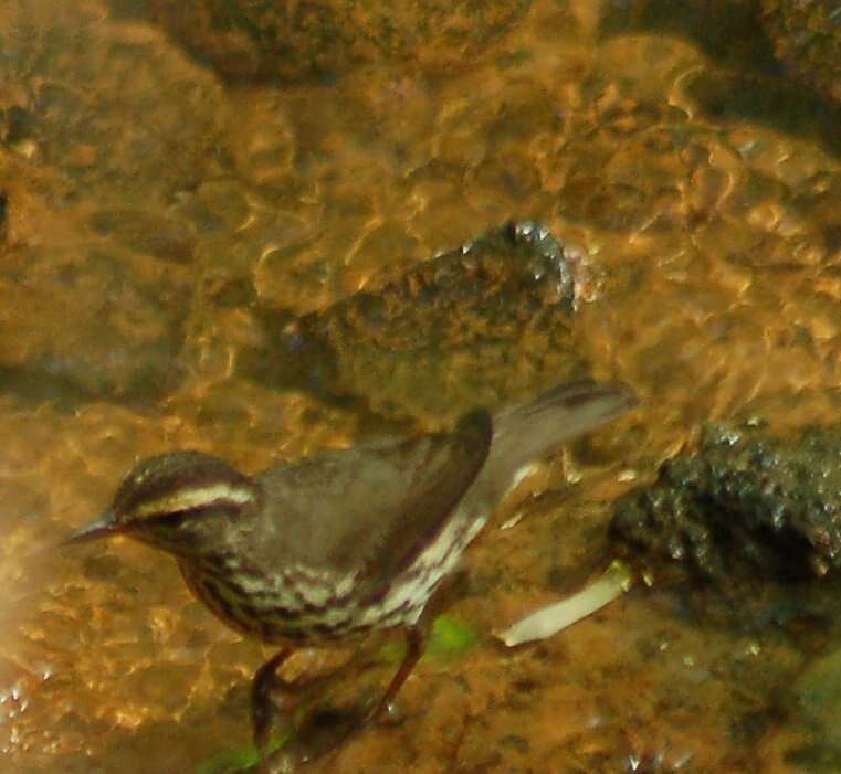 Image of waterthrush