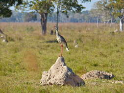 Image of Cariamiformes