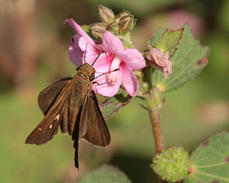 Image of Long-windged Skipper