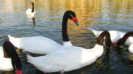 Image of Swan