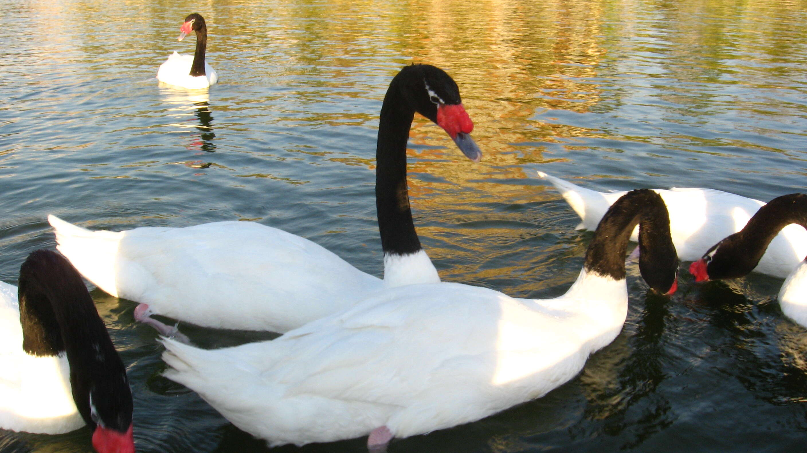 Image of Swan