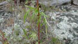 Image of Bidens subalternans DC.