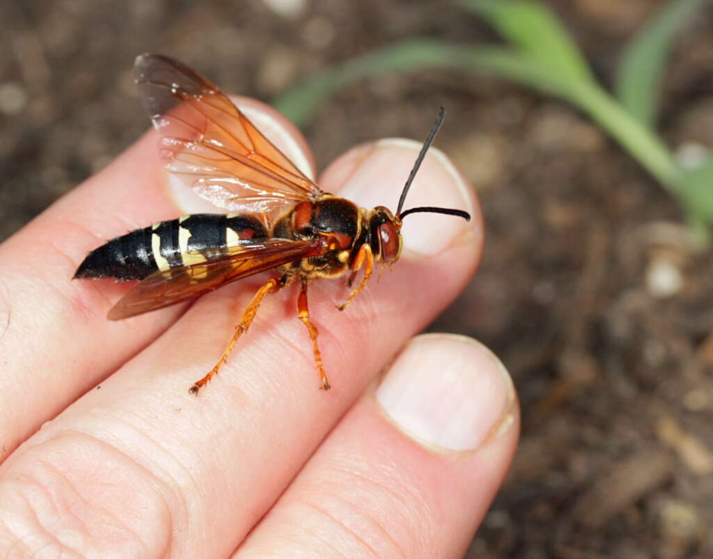 Image de Spheciina Nemkov & Ohl 2011