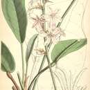 Image of Conchocarpus macrophyllus J. C. Mikan