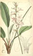 Image of Conchocarpus