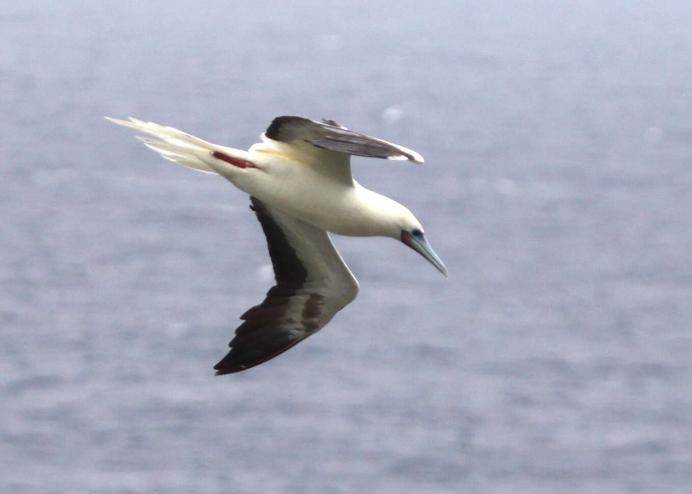 Image of Red-footed Booby