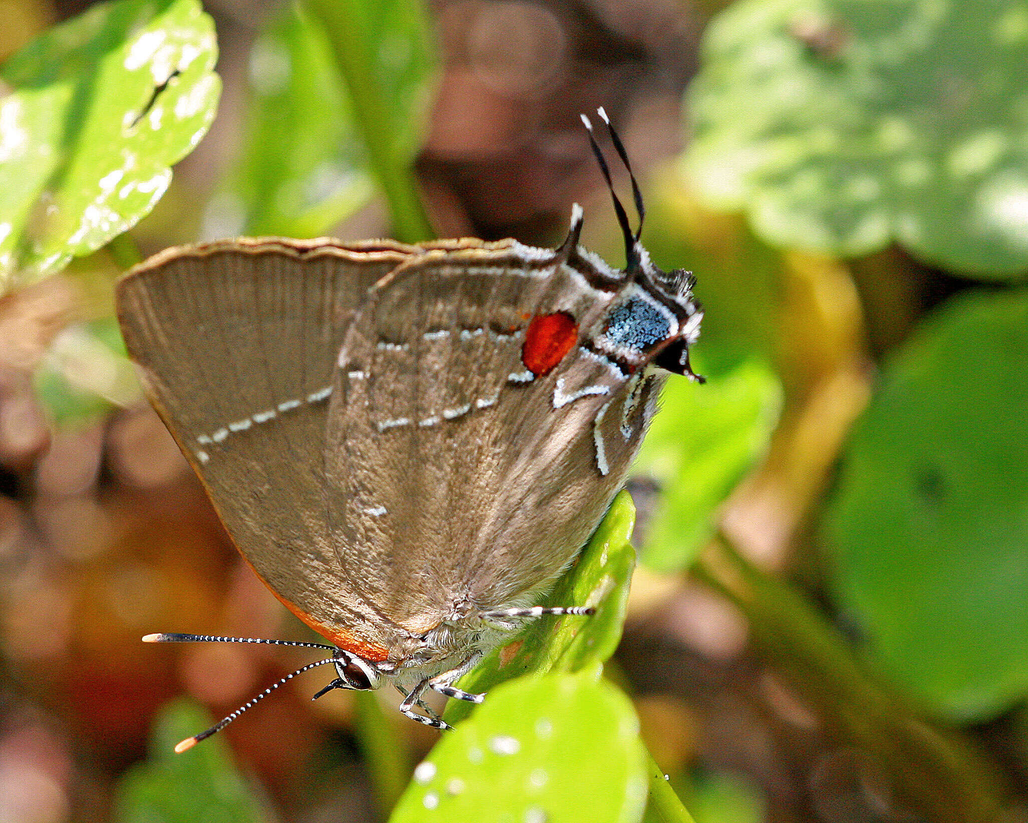 Image of White-M Hairstreak