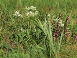 Image of False Bartsia