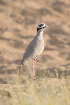 صورة Vanellus coronatus (Boddaert 1783)