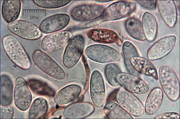 Image of Sclerotiniaceae