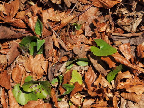 Image of Asarum europaeum subsp. europaeum