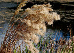 Image of bushy bluestem