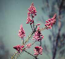 Image of milkwort