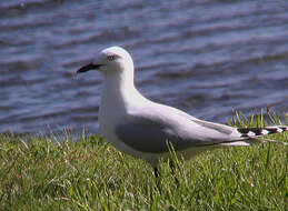Image of shorebirds and relatives