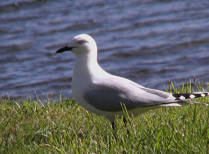 Image of shorebirds and relatives