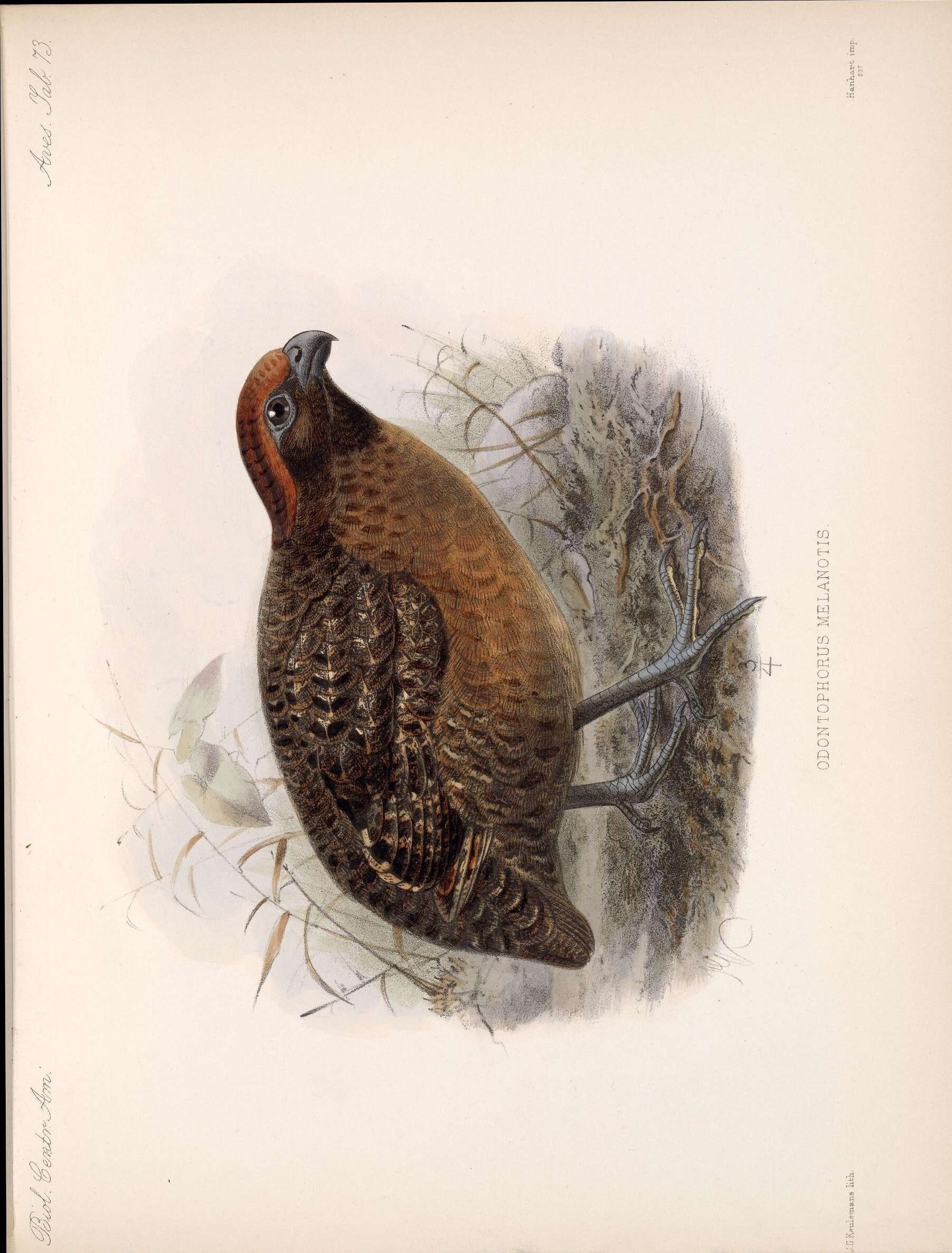 Image of Black-eared Wood Quail