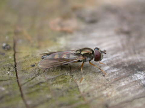 Image of Platycheirus scutatus (Meigen 1822)