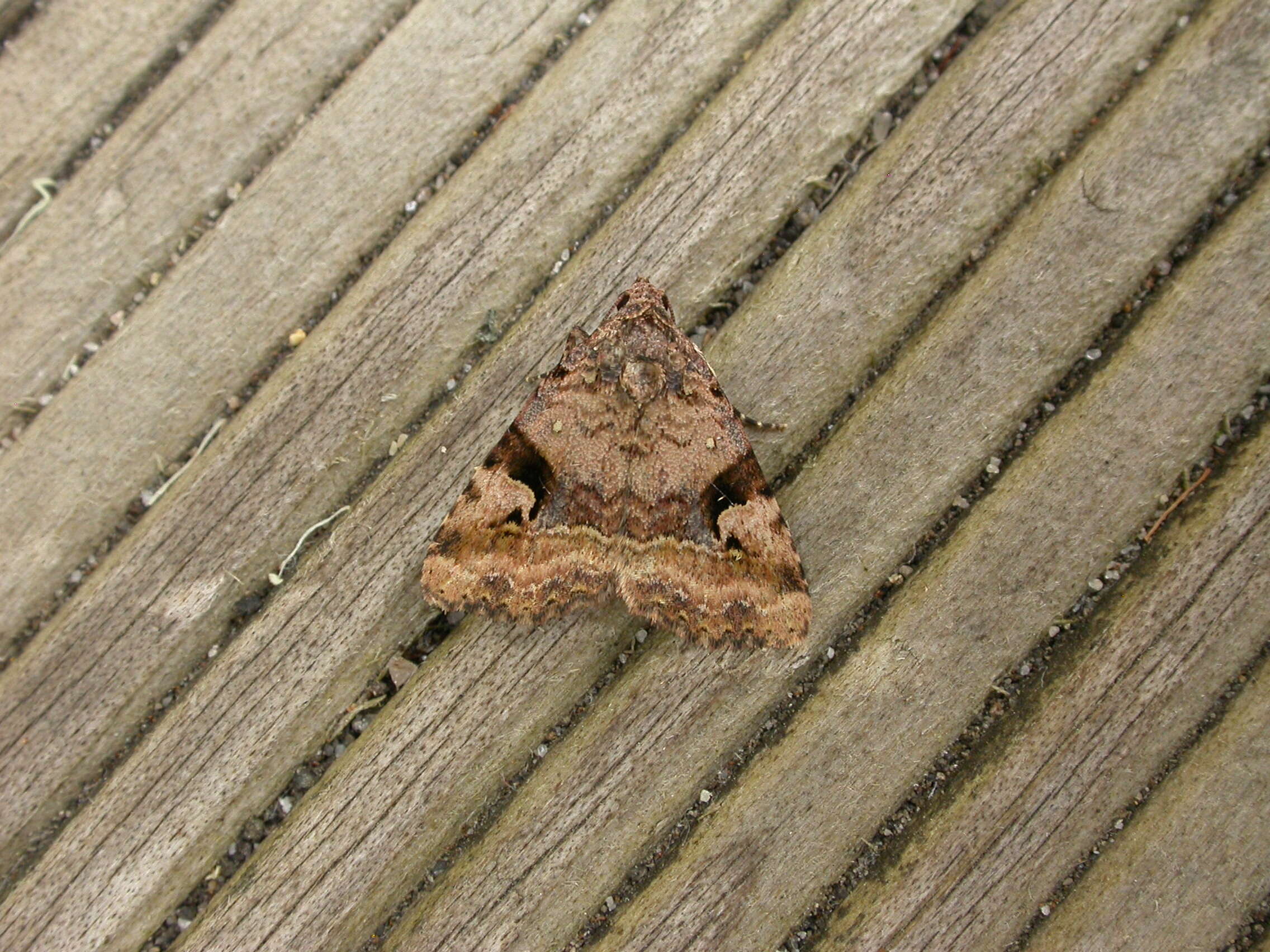 Image of Lepidoptera