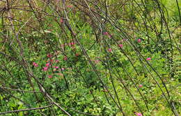 Lathyrus tuberosus L. resmi