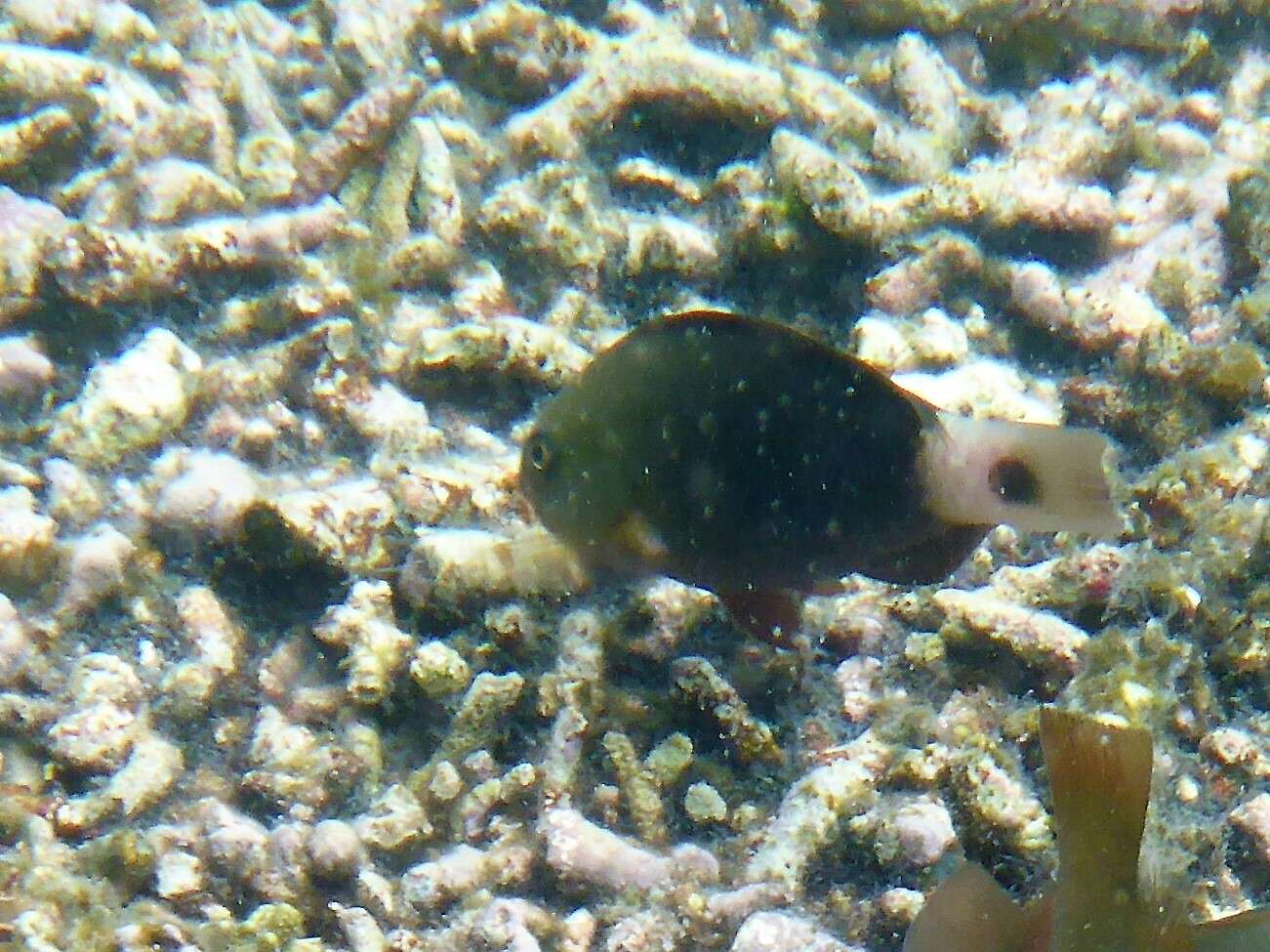 Image of Pacific bullethead parrotfish